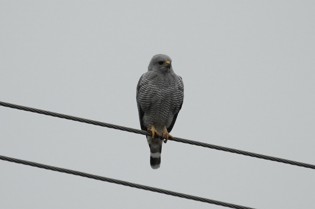 Hawk, Gray, 2013-01063250 Hwy 281 near Brownsville, TX.JPG - Gray Hawk. Along HWY 281 near Brownsville, TX, 1-6-2013